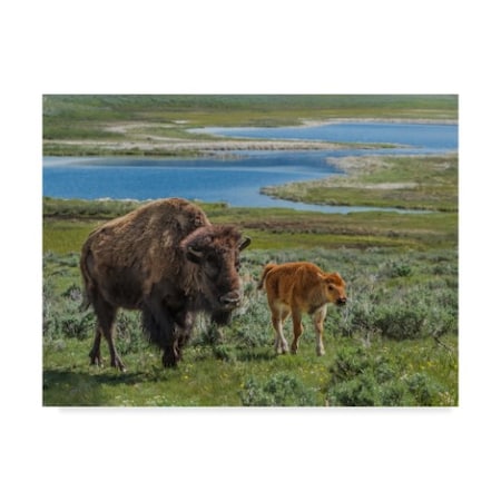 Galloimages Online 'Bison Cow And Calf 1' Canvas Art,14x19